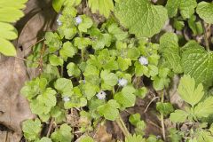 Ivy-leaved Speedwell, Veronica hederifolia