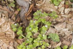 Ivy-leaved Speedwell, Veronica hederifolia