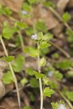 Ivy-leaved Speedwell, Veronica hederifolia