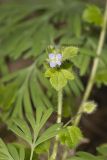 Ivy-leaved Speedwell, Veronica hederifolia