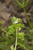 Ivy-leaved Speedwell, Veronica hederifolia