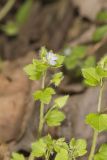 Ivy-leaved Speedwell, Veronica hederifolia