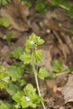 Ivy-leaved Speedwell, Veronica hederifolia