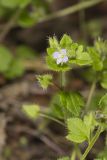 Ivy-leaved Speedwell, Veronica hederifolia