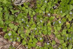 Ivy-leaved Speedwell, Veronica hederifolia