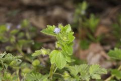 Ivy-leaved Speedwell, Veronica hederifolia