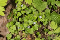 Ivy-leaved Speedwell, Veronica hederifolia