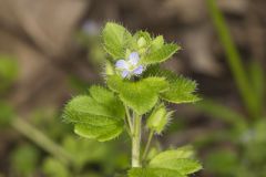 Ivy-leaved Speedwell, Veronica hederifolia