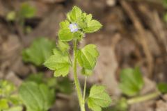 Ivy-leaved Speedwell, Veronica hederifolia
