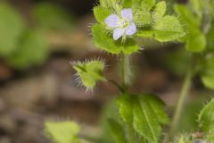 Ivy-leaved Speedwell, Veronica hederifolia