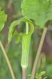 Jack-in-the-Pulpit, Arisaema triphyllum