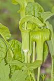 Jack-in-the-Pulpit, Arisaema triphyllum