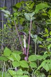 Jack-in-the-Pulpit, Arisaema triphyllum