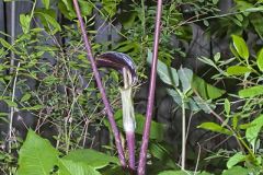 Jack-in-the-Pulpit