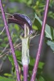 Jack-in-the-Pulpit, Arisaema triphyllum