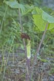 Jack-in-the-Pulpit, Arisaema triphyllum