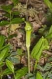 Jack-in-the-Pulpit, Arisaema triphyllum