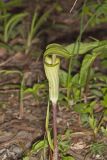 Jack-in-the-Pulpit, Arisaema triphyllum