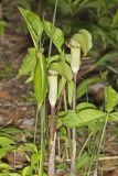Jack-in-the-Pulpit, Arisaema triphyllum