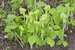 Jack-in-the-Pulpit, Arisaema triphyllum