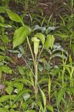 Jack-in-the-Pulpit, Arisaema triphyllum