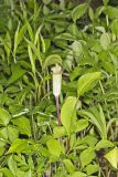 Jack-in-the-Pulpit, Arisaema triphyllum