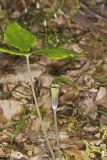 Jack-in-the-Pulpit, Arisaema triphyllum