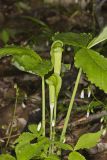 Jack-in-the-Pulpit, Arisaema triphyllum