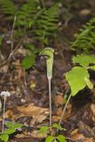 Jack-in-the-Pulpit, Arisaema triphyllum