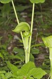 Jack-in-the-Pulpit, Arisaema triphyllum
