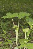 Jack-in-the-Pulpit, Arisaema triphyllum