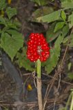 Jack-in-the-Pulpit, Arisaema triphyllum