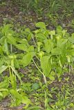 Jack-in-the-Pulpit, Arisaema triphyllum