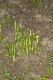 Jack-in-the-Pulpit, Arisaema triphyllum
