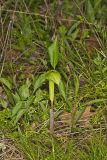 Jack-in-the-Pulpit, Arisaema triphyllum