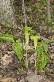 Jack-in-the-Pulpit, Arisaema triphyllum
