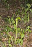 Jack-in-the-Pulpit, Arisaema triphyllum
