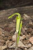 Jack-in-the-Pulpit, Arisaema triphyllum