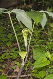 Jack-in-the-Pulpit, Arisaema triphyllum