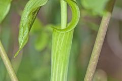 Jack-in-the-Pulpit, Arisaema triphyllum