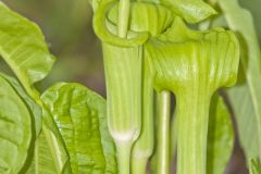 Jack-in-the-Pulpit, Arisaema triphyllum