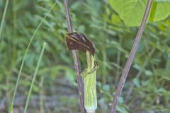 Jack-in-the-Pulpit, Arisaema triphyllum