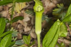 Jack-in-the-Pulpit, Arisaema triphyllum