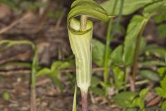 Jack-in-the-Pulpit, Arisaema triphyllum
