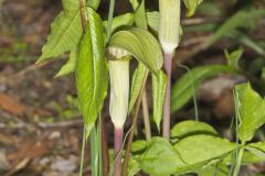 Jack-in-the-Pulpit, Arisaema triphyllum