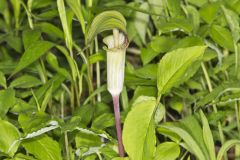 Jack-in-the-Pulpit, Arisaema triphyllum