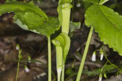 Jack-in-the-Pulpit, Arisaema triphyllum