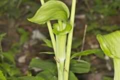 Jack-in-the-Pulpit, Arisaema triphyllum