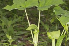 Jack-in-the-Pulpit, Arisaema triphyllum