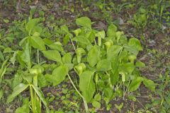 Jack-in-the-Pulpit, Arisaema triphyllum
